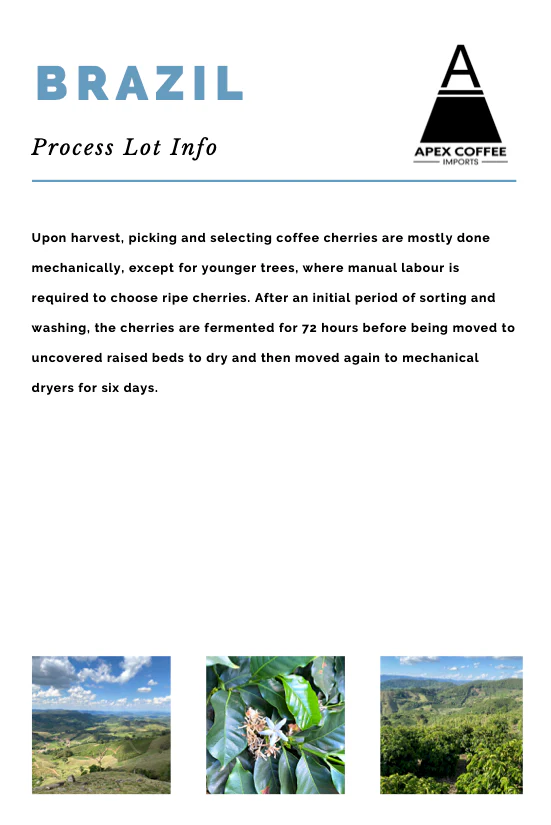 Green coffee  - Sitio Cachoeirinha Farm, Brazil - Image 3
