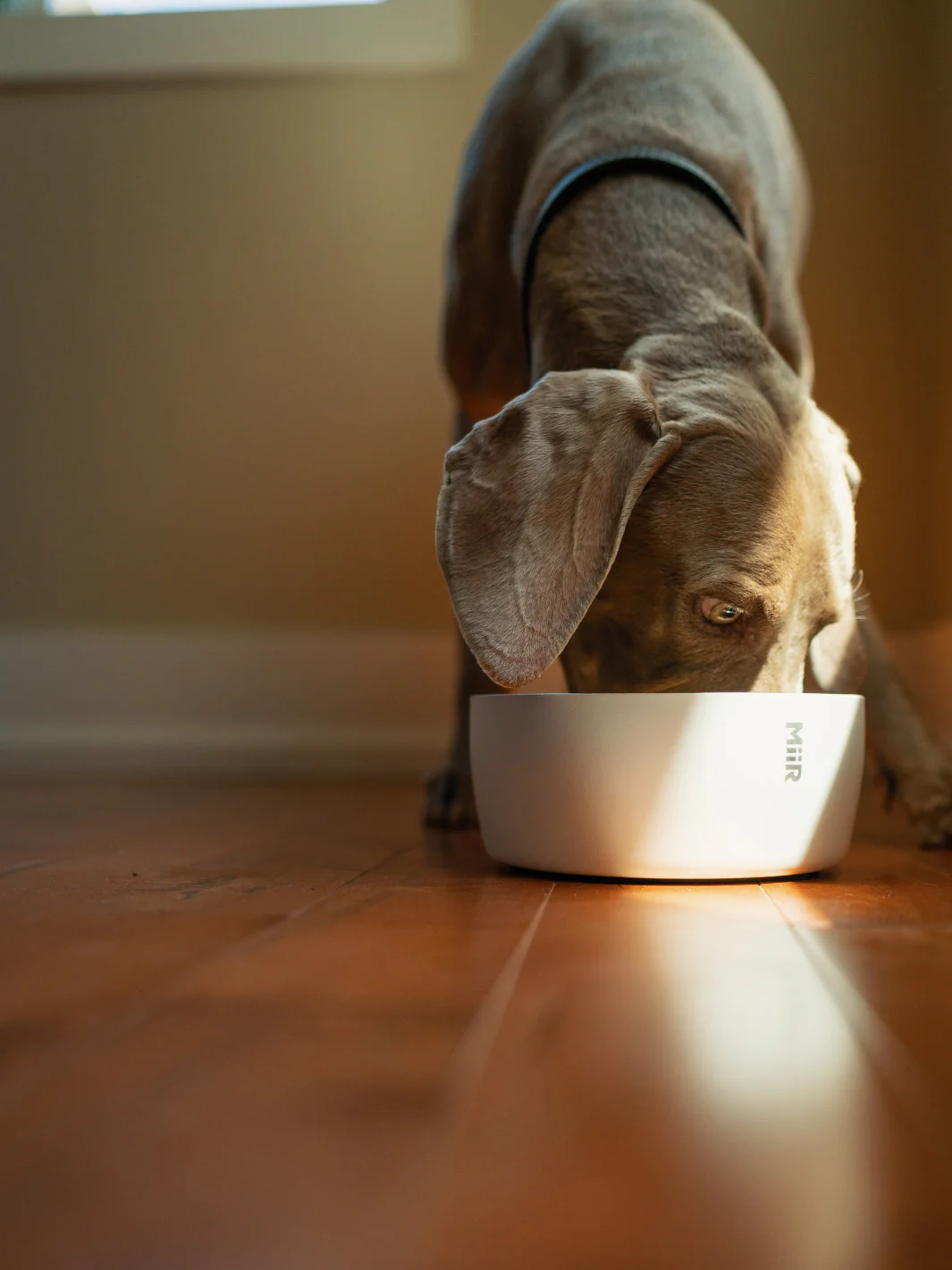 MiiR Dog Bowl (1500ml/50oz) - Image 10