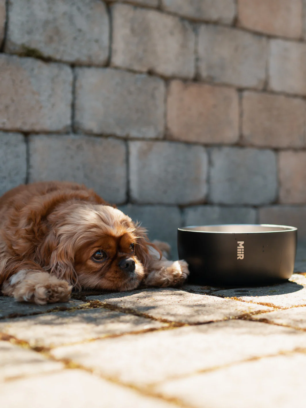 MiiR Dog Bowl (1500ml/50oz) - Image 4