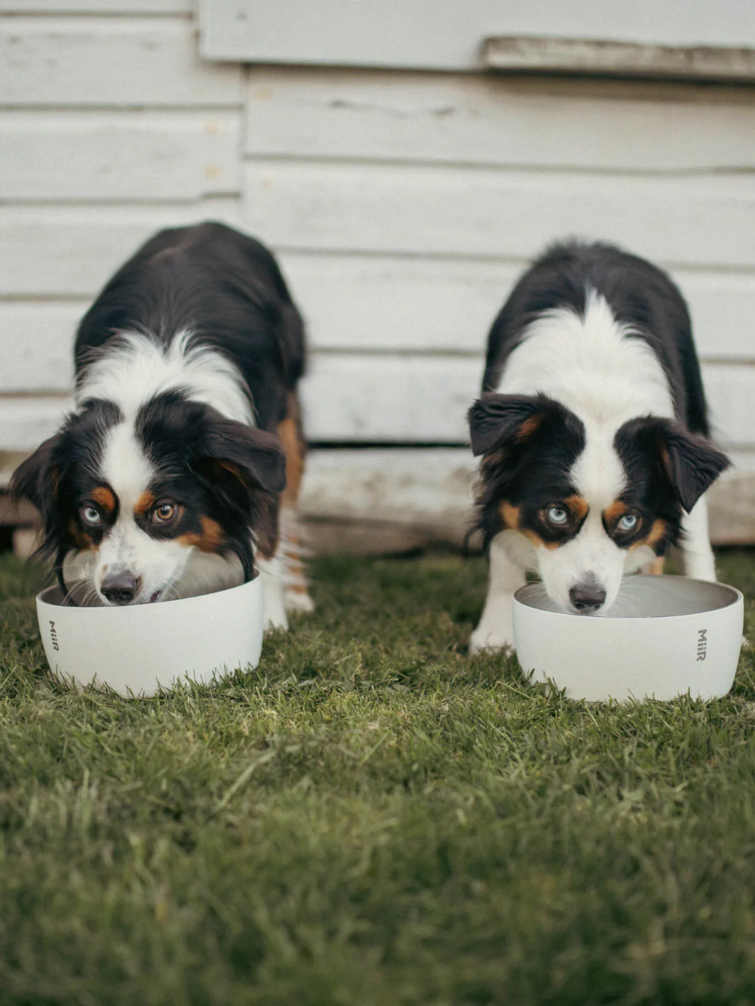 MiiR Dog Bowl (1500ml/50oz) - Image 7