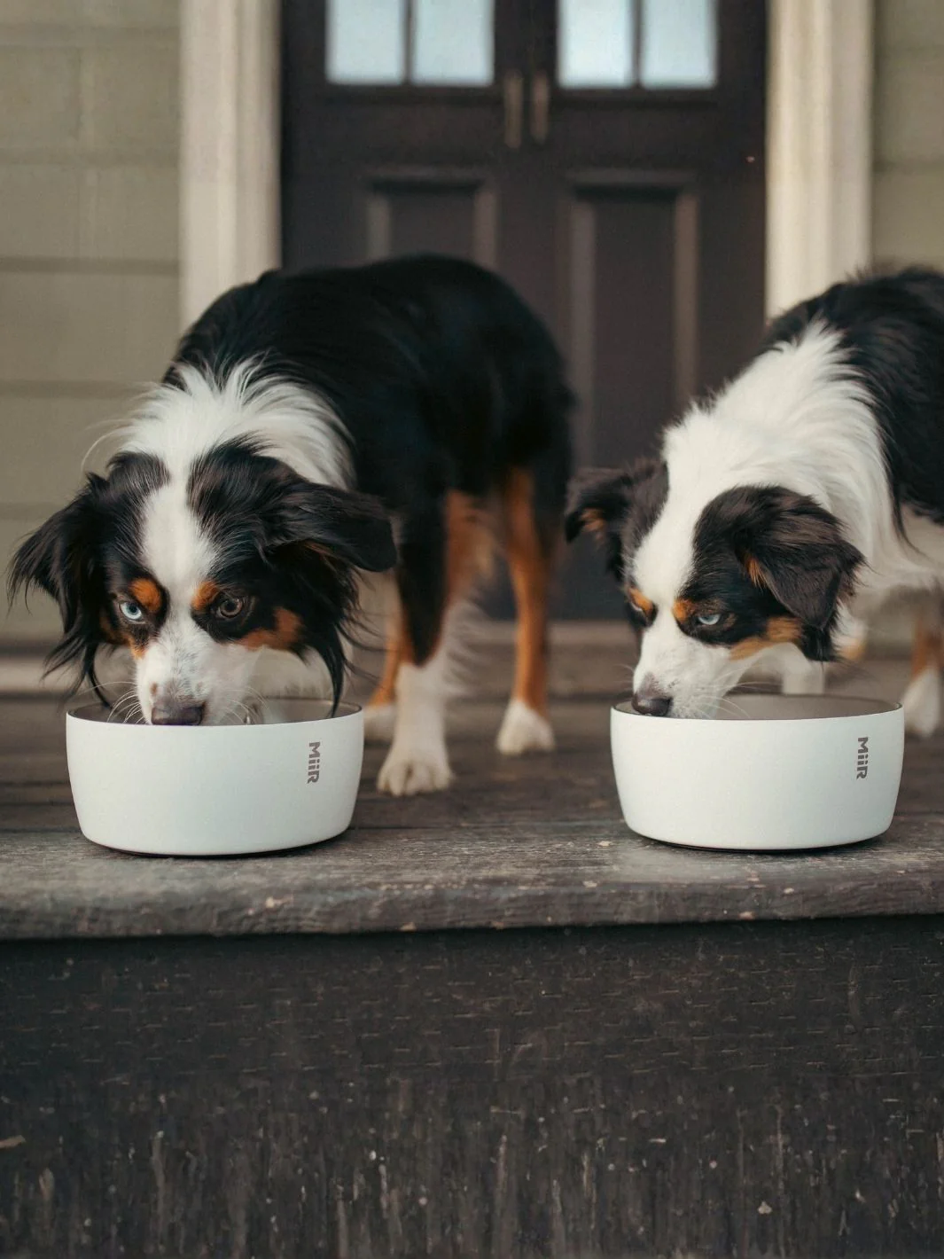 MiiR Dog Bowl (1500ml/50oz) - Image 8