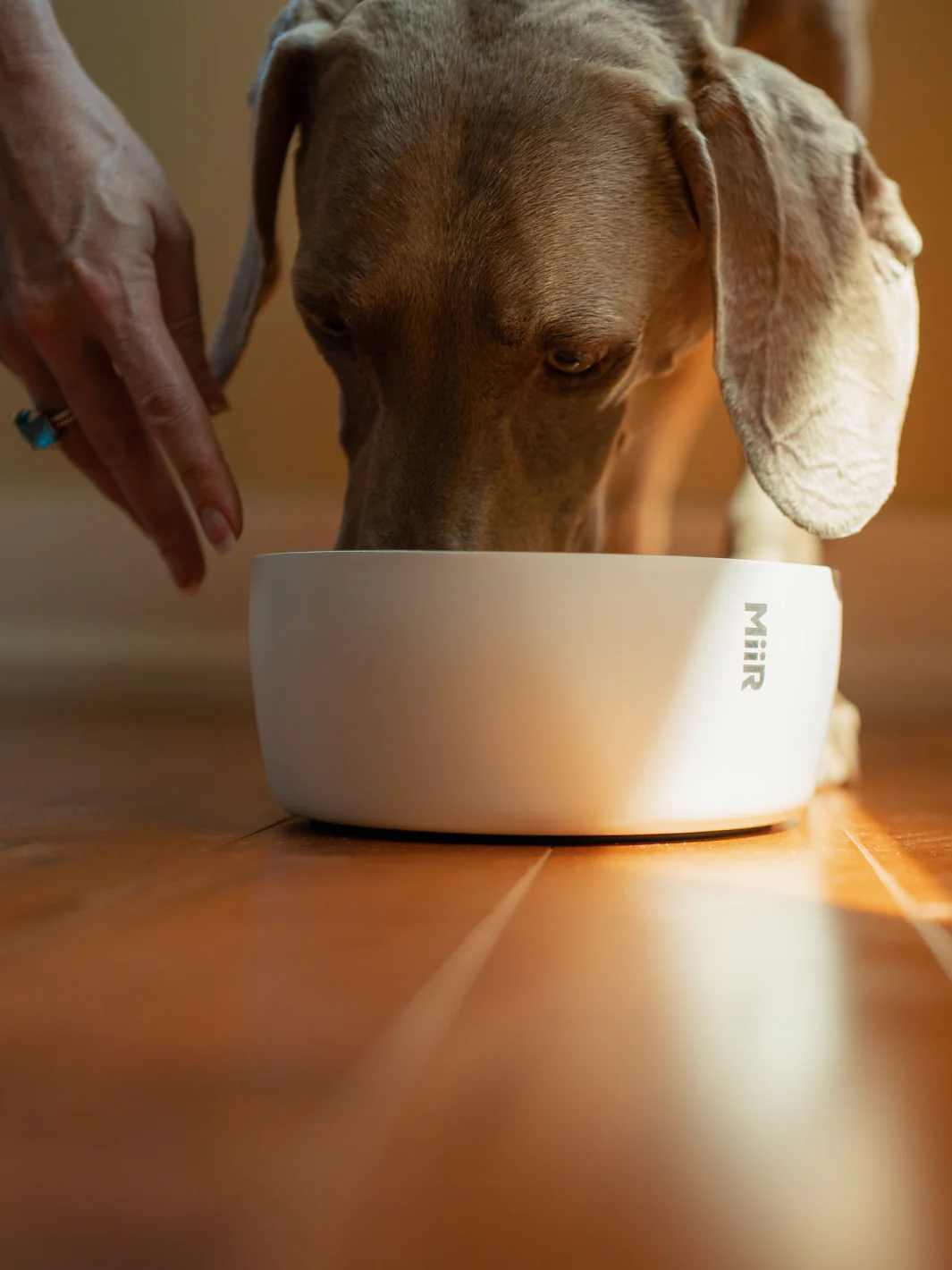 MiiR Dog Bowl (1500ml/50oz) - Image 9